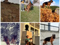 SAFKAN GENÇ ERKEK ALMAN ÇOBAN KÖPEĞİ