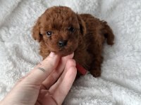 Sevimli Toy Poodle Yavrularımız