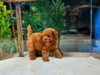 Kore Kan Toy Poodle Oğlumuz Simba