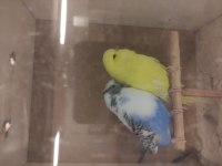 Şov jumbo Tepeli muhabbet kuşlar