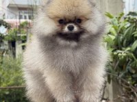 ÜST KALİTE AYICIK SURAT POMERANİAN BOO