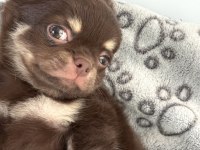 Chihuahua three color erkek yavru
