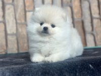 POMERANİAN BOO DÜNYASI