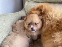 Erkek ve dişi pomeranian boo yavrularımız