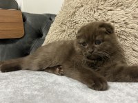 Scottish fold
