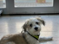 Terrier Köpeği