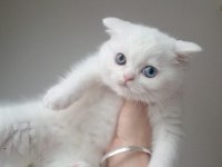 Kar beyaz british shorthair yavrularım