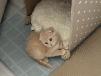 Yavru scottish fold latte