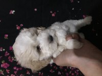 A Plus Maltipoo Erkek