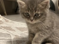 45 günlük gri erkek yavru british shorthair