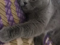 Temiz, bakımlı scottish fold