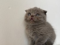 50 günlük eğitimleri tam scottish fold bebekler