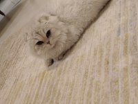 Rus scottish fold