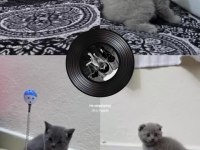 Çok sevecen scottish fold uyguna verilecek