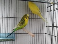 Sağlıklı muhabbet kuşlerı pendik