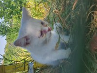 British shorthair 4 aylıklar yardımcı olunur