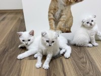 Pendik evden kediler