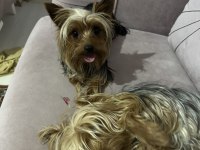 Köpeğimiz için lütfen açıklama okuyun