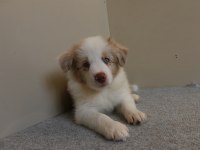 A şecere yavru köpekler