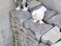 Takım 2 adet de yavrusu oyunlu anne baba güvercin