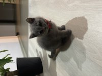 3 aylık yavru saf british shorthair