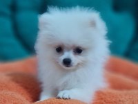 Şecereli Teacup Pomeranian Yavrularımız