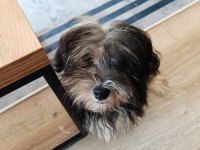 Terrier yorkshire yuva ariyor