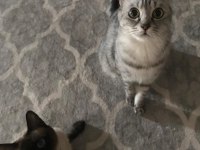 Anne oğul siyam kedilerim için yuva arıyorum