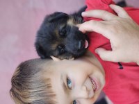 Fci scr alman çoban köpeği