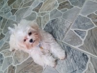 Kore Maltese