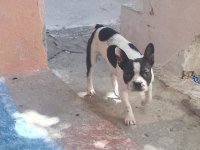İzmir French Bulldog Köpeği