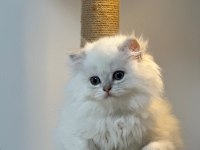 Üst kalite son erkek british longhair yavrum