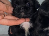 A KALİTE PEKINEZ YAVRU