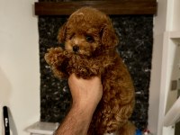 Orjinal toy poodle