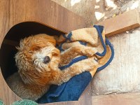 Ücretli sahiplendirme toy poodle