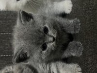 Tatlı mı tatlı scottish fold