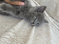 British shorthair yavrum