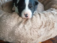 Mükemmel kalitede border collie bebekler için acele edin