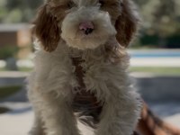 Tüy dökmez antialerjik labradoodle yavruları