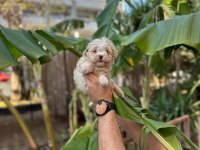 Antalya merkez maltipoo köpeğimiz