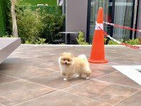 Dişi Pomeranian Boo Yavrumuz