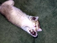 British Shorthair Black Golden
