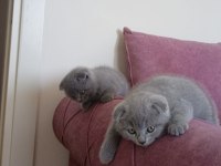 Güzeller güzeli dişi ve erkek scottish fold yavrularım