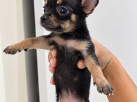 Minyatür pinscher yavrular