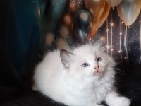 Okyanus ötesinden ragdoll