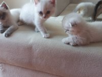 Scottish fold blue point yavrularım sahiplendirilecektir