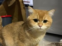 Ücretsiz Sahiplendirme British Shorthair