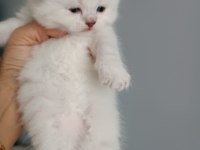 Scottish fold ve Scottish straight