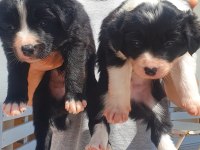Border collie erkek