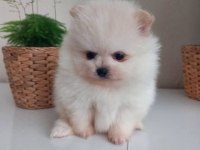 Ayı surat pomeranian bebekler